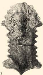 1. Cserép csigacsináló hátlapja (1850, az ajándékozó nevével: „Jeneji Imre”, Debrecen)