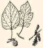 Eperfa levelei, termse s jobb oldalon virga