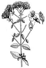 Szurokf (Origanum vulgare)