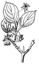 Varjtvis (Rhamnus catharcticus)