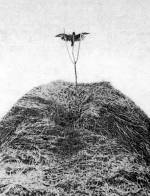 Madárijesztésre szolgáló döglött madár (1936, Debrecen-Újföld)