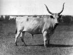 Magyarfajta szarvasmarha bikja (Hortobgy, 1930-as vek)
