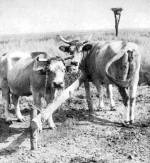 Kikttt tehenek a legeln (Kunmadaras, Szolnok m., 1980)