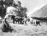 Nyomtats az egykori szllskertben, a pajta melletti szrn (Patca, Somogy m., 1920-as vek eleje)