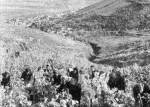 Szret a Tokaji hegyen, httrben a vros s a Tisza-Bodrog torkolata ltszik (1950-es vek)
