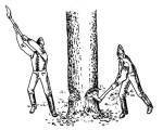 46. ábra. A fa hakkolása két fejszével, Bakonycsernye (Veszprém vm.)