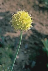 Tordai hagyma (Allium obliquum)