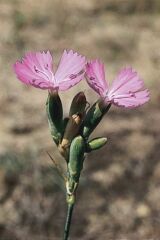 Tarts szegf (Dianthus diutinus)
