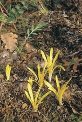 Vetvirg (Sternbergia colchiciflora)
