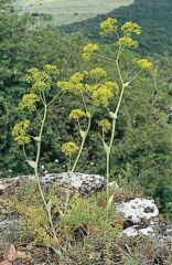 Sadler-husng (ferula sadleriana)