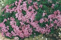 Murnyi boroszln (Daphne arbuscula)