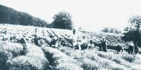 Levendula betakartsa Tihanyban az 1930-as vekben