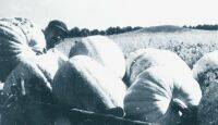 Takarmnytk betakartsa Nagyklln az 1950-es vek elejn