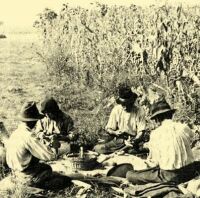 34. Breakfast during maize harvesting