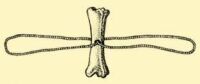 Fig. 213. A buzzer made out of a pork-bone.