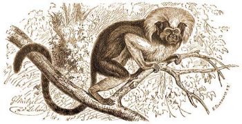 Csicserg majom (Leontocebus oedipus L.).