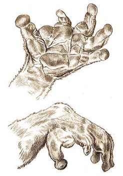 A lajhrmaki (Nycticebus coucang Bodd.) keze az elcskevnyesedett mutatujjal.