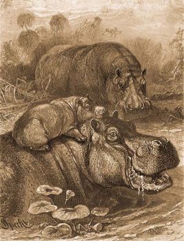 Nlusi vzil (Hippopotamus amphibius L.).