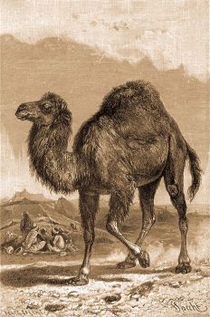 Egypúpú teve (Camelus dromedarius L.).