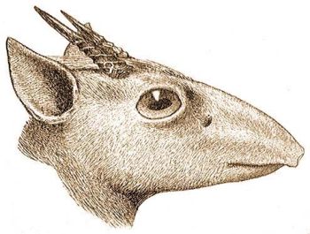 Kirk dikdik-antilopja (Madoqua kirki Gthr.).