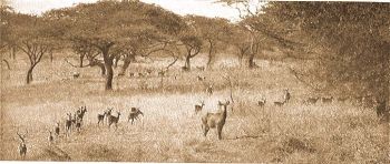 Pla antilopok a keletafrikai steppken.