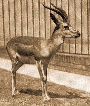 Perzsa gazella (Gazella subgutturosa Gld.).