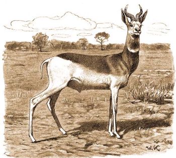 Vrsnyak gazella (Gazella dama ruficollis H. Sm.).