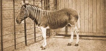 Kvagga (Equus quagga Gm.).