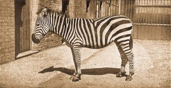 Grant zebrja (Equus quagga granti Winton).