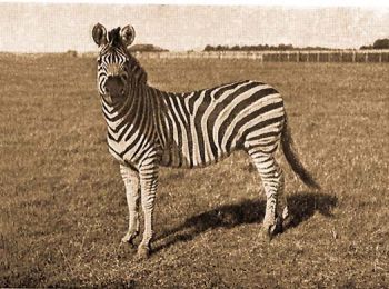 Bhm zebrja (Equus quagga boehmi Mtsch.).