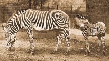 Zsinros zebra (Equus grevyi Oust.).