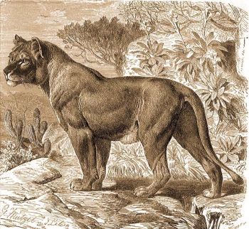 Szenegli nstny oroszln (