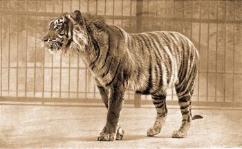 Szunda tigris (