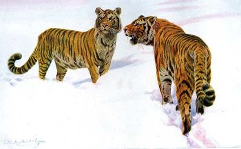 Keletszibriai tigris