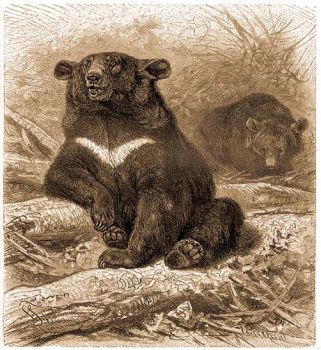 rvs medve (