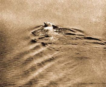 sz jegesmedve. (A svd sarki expedci felvtele, 1898.).