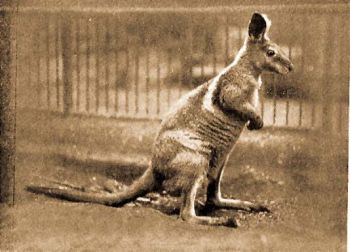 Gyepls vagy trpe kenguru (
