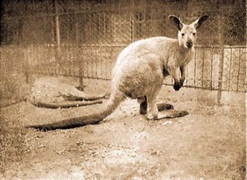 Rt hegyi kenguru (