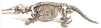 Kacsacsőrű emlős csontváza.
