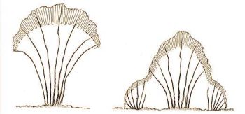Madárvédelem - A csokoralakú bokor átidomítása földig leveles bokorrá.