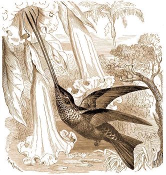 Kardcsr kolibri (