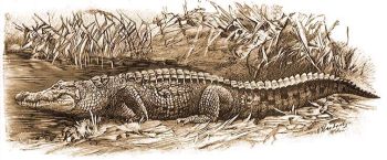 Nlusi krokodlus (