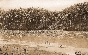 A fekete kajmn nyri tanyja Mexiana szigeten, az Amazonasz torkolatban.