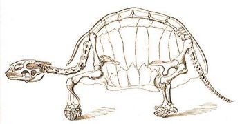 Az erdei teknős csontváza hosszmetszetben