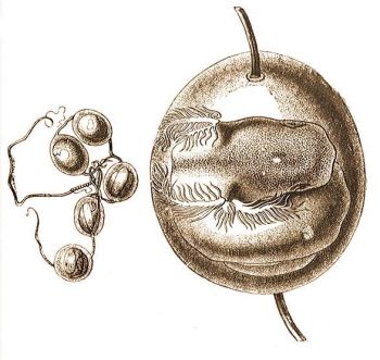 A gyrs gilisztabka peti s embrija.