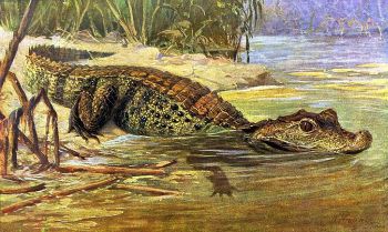 Tompaorr krokodlus