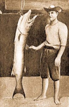 Barrakuda (Sphyraena barracuda Walbaum). Barrakuda a Cocos-Keeling-szigetvilgbl. Horogra kerlt 1902-ben. (Gudger, E. W. "