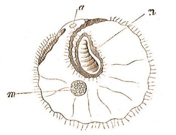 4. Nyeregkagyl, Anomia ephippium L., llata a jobboldalrl; 