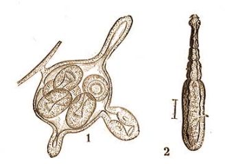A kutya Hromtag galandfrge (Echinococcus granulosus Rud.) 1 = ivadktok, 2 = kifejlett galandfreg.