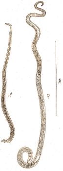 1. Bl-Trichinella (Trichinella spiralis Owen) hm s nstny.